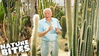 David Attenborough: The Fascinating Life Cycle of Desert Plants | Nature Bites