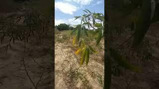 Trabalha na mandioca  #roça #vidanaroça #nordeste #nature #diaadiadamulhernocampo #sitio #plantas