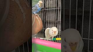 Cute birds Discover the SECRET World of LOVE BIRDS!