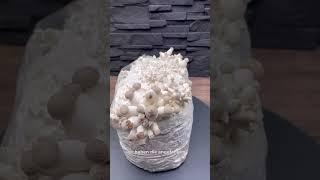 Pilze züchten | Kräuterseitlinge