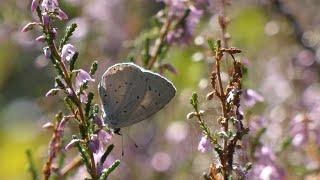 Kaapse bossen late summer