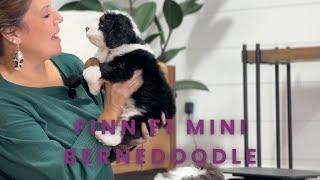 Finn Our Available F1 Mini Bernedoodle Puppy at Mountain Dog Companion!