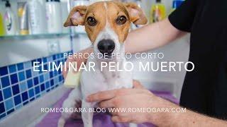 Cómo peinar a un perro de pelo corto: eliminar pelo muerto (TRUCO MUY BARATO)