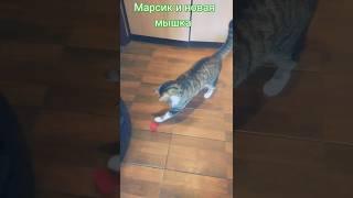 Marsik and the new mouse  #marsik #cat #mouse #new #2024 #cute #shorts