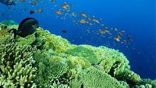 Reef at Charmillon Club Resort  sharm el sheikh