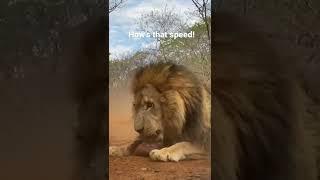 Male lions at top speed! Fast, powerful, ferocious animals