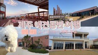 제주도 애견동반 여행 | 한림,애월 애견동반 카페 식당 맛집 제주 가볼만한곳