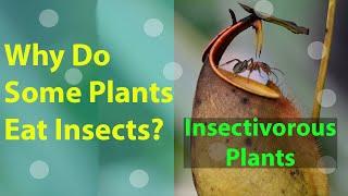 Why do some plants eat insects | insectivorous plants