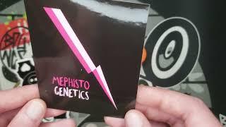 I'm a Mephisto Genetics Tester! Mango Runtz and 505 Headbanger