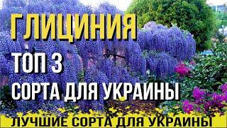 ГЛИЦИНИЯ ТОП 3 сорта для выращивания в Украине от АГРОМАРКЕТ