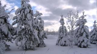 Violet in the Snow  @MaureenTeresa1 - ( God came to us like a violet in the snow)