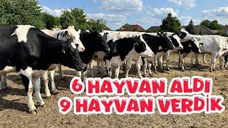 6.9.2024 #kocaeli #kandıra #teslimat 6  HAYVAN ALDI, 9 TANE TESLİM ETTİK. #savaşdursun #hayvancılık