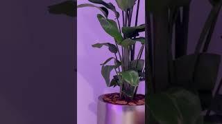 Создали композицию со Стрелицией Николая в кашпо #green #interiordesign #design #озеленение