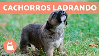 Los mejores LADRIDOS de PERROS CACHORROS   ¡Tiernos y Adorables!