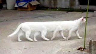 Funniest Animals 2023  New Funny Cats and Dogs  Part 16