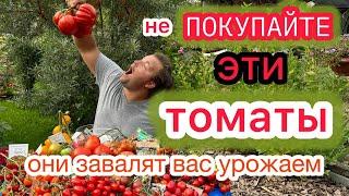 ВКУСНО - НЕВКУСНО и ТОЧКА! Простой обзор томатов: урожай 2024 года в Подмосковье