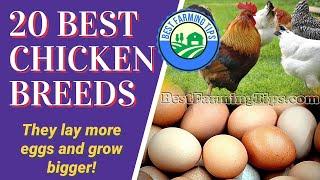 20 Best Backyard Chicken Breeds For Beginners for eggs and meat (With Pics/Videos)