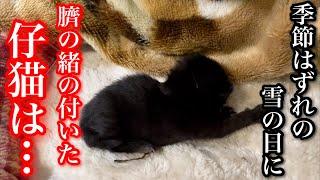 野良猫が産んだ生後三日目の臍の緒が付いた仔猫を季節外れの凍える寒さから守る術とは…