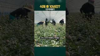 10년 이상 재배 가능한 작약꽃