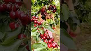 दुनिया का सबसे सुन्दर फल #cherryfruit #cherry #farming #cherryberry #trendingshorts #viralshorts