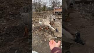 Любимое лакомство гуся Гриши