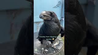 Talking Raven Mimics Human Speech—You Won’t Believe Your Ears! ️#corvids #mimicry #raven #birds