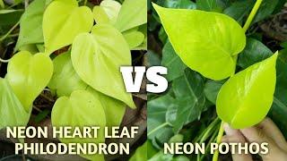 NEON HEART LEAF PHILODENDRON vs NEON POTHOS | Lemon Lime Heart Leaf | Money Plant Plant Versus Video