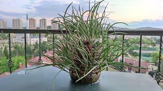 How to Grow Green Onions in a Pet Bottle