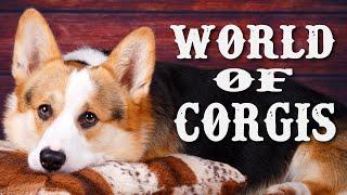 Discovering the Delightful World of CorgisA Guide to the Beloved Breed