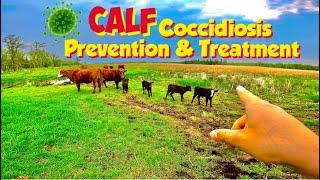 Cattle Herd Management to decrease Coccidiosis in your CALF crop during those WET months 