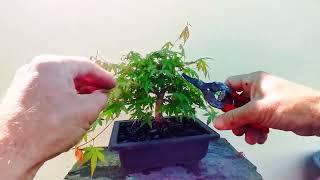 2 minute bonsai.  Keeping it real small.