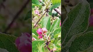 Весна Caltex Music #flowers #yummy #edit #wqat #new #winter #nature @exotic_plants_Transcarpathia