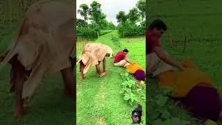 #comedy #কcomedy #funny #cow #fun #animals #viralvideo #video #shortvideo #funnycow