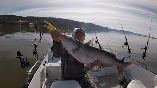 Fishing for Blue Catfish on drops with slow current.