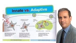 The Incredible Process of How Your Body Fights Disease - Activation of Two Immune Responses! #BME210