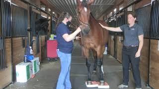 Royal Horse Show Education Series: Rehabilitation of the Horse with Dr. Kathryn Surasky