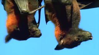 Mating Fruit Bats | Wild Indonesia | BBC Earth