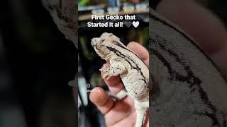 The one who started it!!! #gecko #gargoylegecko #crestedgecko #reptile #lizard