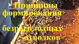 Принципы формирования безрасплодных отводков на плодных маток