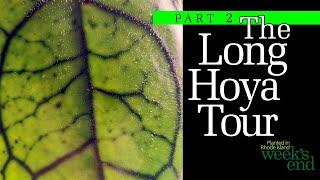 THE LONG HOYA TOUR PART 2 - A Quick Look At 79 Hoyas, Papuahoyas, and Dischidias From My Collection