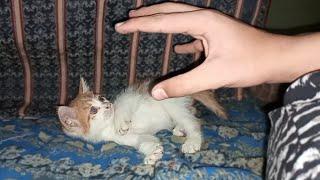 "You can't fool me, Human." Kitten moo learns all the moves to play with his dad's hand.