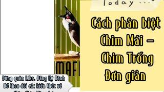 Cách phân biệt chim Trống- Mái không cần nghe giọng
