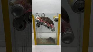 Best homemade mouse trap ideas from old cans//Mouse trap 2#rat #rattrap #mouse #mousetrap