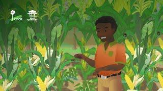 How to manage fall armyworm (Spodoptera frugiperda) on smallholder farms