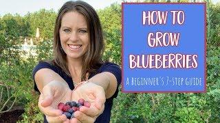 How to Grow Blueberries: 7 Step Guide for Beginners