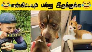  சீக்கிரம் அடிச்சு விடு...  ஜமாய்ச்சிடுவோம்..#viral #trending #comedy #funnyanimalvideos