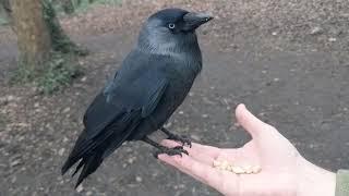 Jackdaw is back