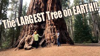 The Shady Place - Sequoia National Park - Ep.30