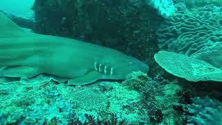 Brown-banded Bamboo Shark on Nusa Penida Island