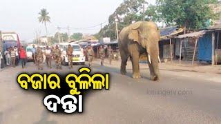 Wild elephant spotted roaming at Bant Market in Bhadrak | Kalinga TV